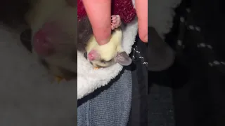 Sugar glider relaxing:)