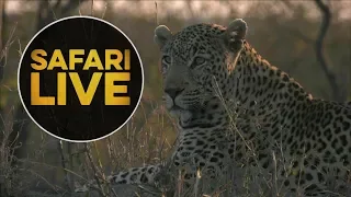 safariLIVE - Sunset Safari - July 25, 2018