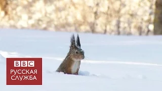 Белка ныряет под снег