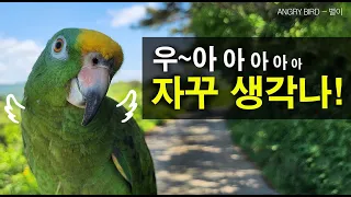 별이 노래 자꾸 생각나!  / 앵무새의 수능 금지곡 / 노래하다 울다가~ / 사람과 대화하는 아마존 앵무새 / ANGRY BIRD