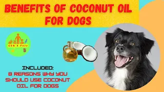 8 Reasons to use Coconut Oil for dogs | Benefits of Coconut Oil for dogs