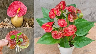 Method of propagating anthurium from flowers using potatoes | Suddenly the roots grow too fast