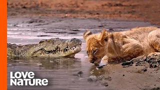 Lion Cubs in Grave Danger as Croc Creeps In | Love Nature