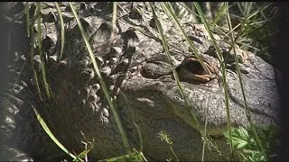 Wally the Alligator died at the Forest Park Zoo