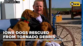 Two dogs rescued from tornado debris in Defiance, Iowa