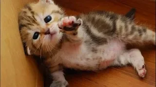 Забавные и милые котята и кошки🐈 Маленькие крохи🐈Самое тёплое и пушистое видео (2019)