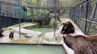 Медведица привела медвежат к папе! Медведь в ШОКЕ! Зоопарк «СКАЗКА»!