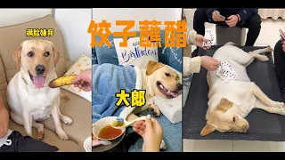 大郎，张嘴，来喝药了#狗狗 #拉布拉多犬 #拉布拉多