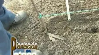 EL CAMPO - PLANTACION DE PATATAS CON ALBERTO RIVEIRO en Canedo-Ponteareas