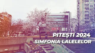 🌷 [4K] [05 APRILIE 2024] Simfonia lalelelor Pitesti 2024 - Pitești Simfonia Florilor !