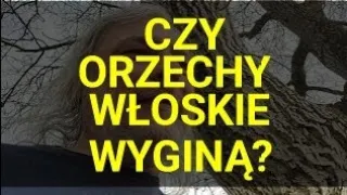 Czy wyginą orzechy włoskie ? Nowe zagrożenie ze strony grzyba Geosmithia morbida