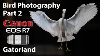 Canon R7 Gatorland Bird Photography Part 2