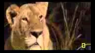 OVERCOME DEATH - BULL BUFFALLO vs LIONS || Lions Documentary NAT GEO WILD