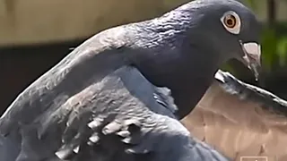 Pigeon Locked Up For 8 Months On Allegations Being A Chinese Spy