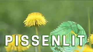 le Festin Vert - épisode 2 : Pissenlit
