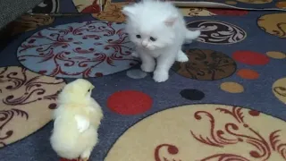 Kittens Friendship With Cute Chickens || Kittens Walk With A Tiny Chicks