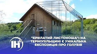 "Крилатий листоноша": на Тернопільщині є унікальна експозиція про голубів