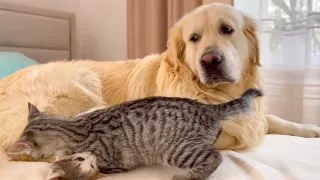 Funny Kittens don't let the Golden Retriever rest