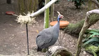 Reichenow's Helmeted Guineafowl