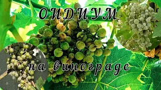 Оидиум на винограде. Симптомы, лечение.