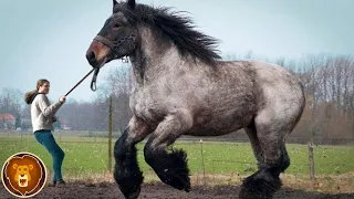 Die größten Pferde der Welt