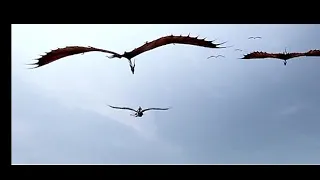 "День,ночь руки проч"~HTTYD