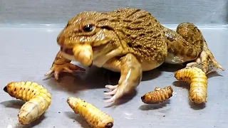 Asian Bullfrog Eats Big Coconut Worms! Asian Bullfrog Live Feeding