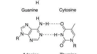 CHEM 1053 - Class 17 - Cannabis Chemistry