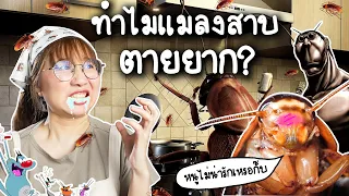 ทำไมแมลงสาบตายยาก? ตายยากขนาดนี้กำจัดยังไง | Point of View