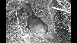 Blackbird nest - Nightwatch 4