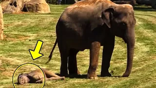 Baby elephant lay motionless on the ground. What its mother did then left everyone speechless!