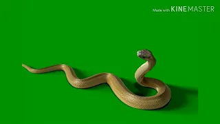 snake green screen