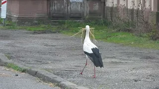 La cigogne nettoie les rues