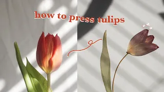 How To Press Tulips | How to press flowers | Pressed Flower Framed Art DIY Part 4