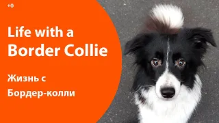 Life with a Border Collie. Жизнь с Бордер-колли