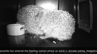 Hedgehog Huffing and Puffing