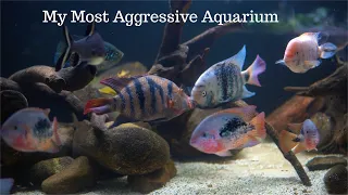 A Community Of The Most Aggressive Freshwater Fish