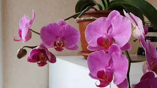 Как Цветут Орхидеи 🌸🌼Домашнее Цветение🌸🌼