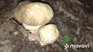 ‼️‼️КОЗИНА БЕЛЫХ ГРИБОВ ЗА ЧАС 🍄🍄🍄‼️‼️ДАВНО ТАКОГО НЕ БЫЛО 👍👍👍‼️‼️