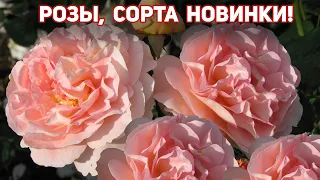 Розы НОВИНКИ!  Это одни из лучших сортов! Очень красивые сорта, аромат, как у хороших духов.