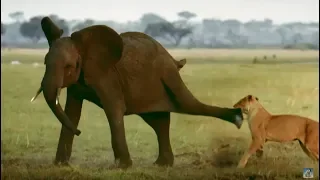 Tembo the elephant saves his baby brother's life | Serengeti - Narrated by John Boyega