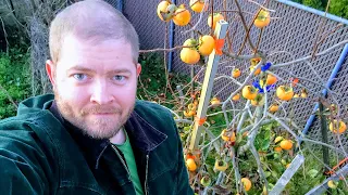 AMAZING Fuyu Persimmon harvest - growing persimmons in the Pacific Northwest