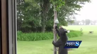 Black bear sightings in Iowa, is this really a new trend?