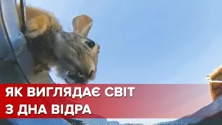 З дна відра