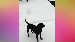 Собаки радуются снегу   Забавные собаки играют в снегу 2018