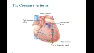 PEC Chapter 17 Cardiovascular Emergencies