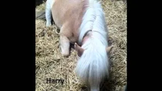 Manege Rijnenburg Pony's.