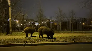 Кабаны на вечерней прогулке в Кракове