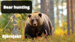 Bear Hunting 2022 - Big Bear - Hunting