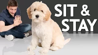 How to Teach your Puppy to Sit and Stay